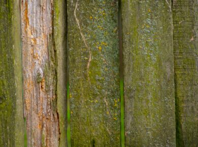 mousse verte sur une terrasse en bois